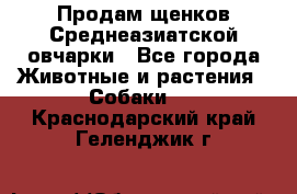 Продам щенков Среднеазиатской овчарки - Все города Животные и растения » Собаки   . Краснодарский край,Геленджик г.